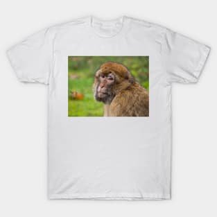 Close-up of a Barbary macaque T-Shirt